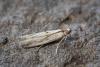 Phycitinae inconnu